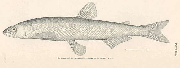 Image of Thaleichthys