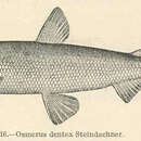 Sivun Osmerus dentex Steindachner & Kner 1870 kuva