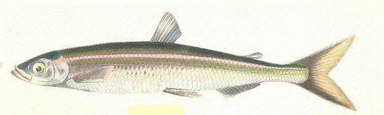Image of smallmouth smelts