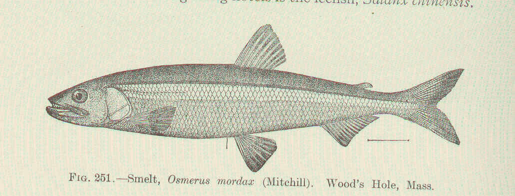 Image de Osmerus