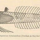 Image of Osopsaron verecundum (Jordan & Snyder 1902)