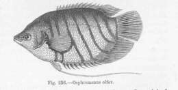 Image of Osphronemus