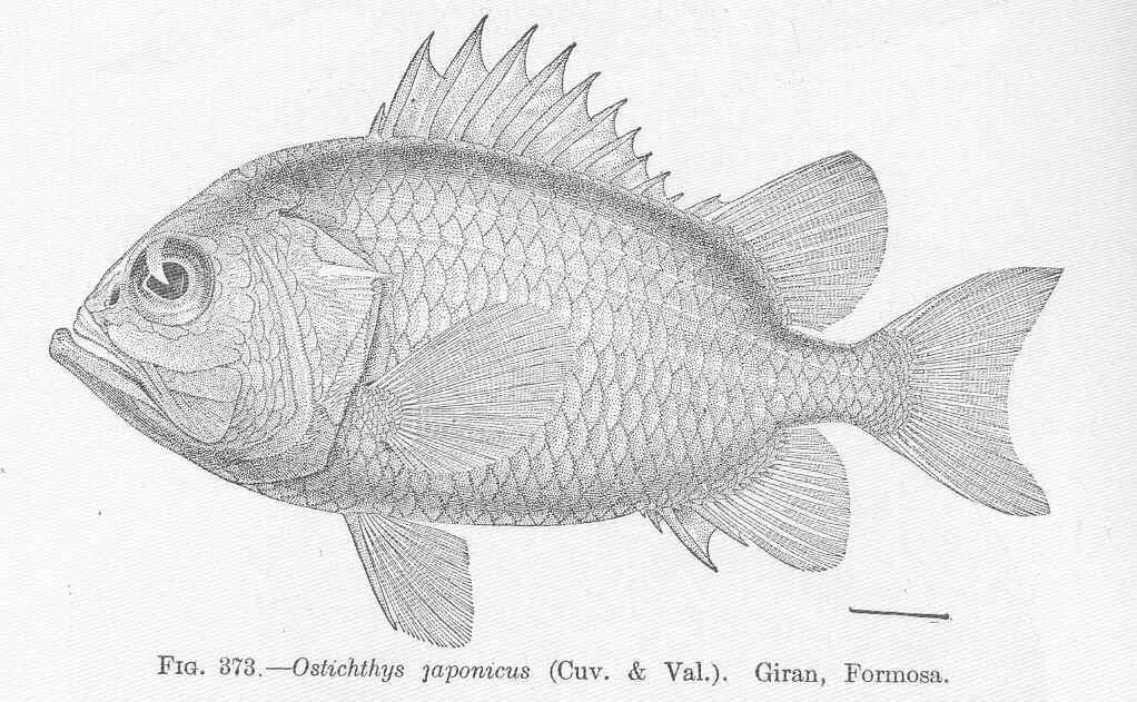 Image of Ostichthys