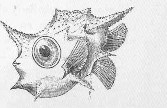 Image of boxfishes