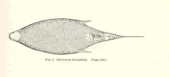 Image of boxfishes