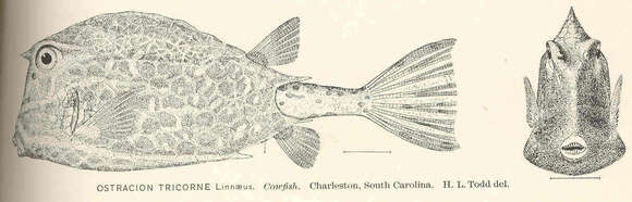 Image of boxfishes