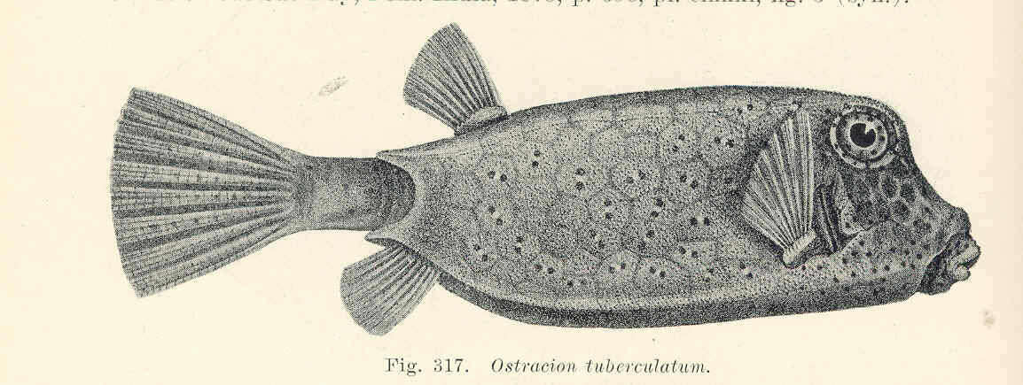 Image of Ostracioidei