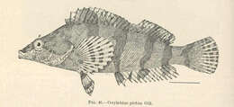 Image of combfishes