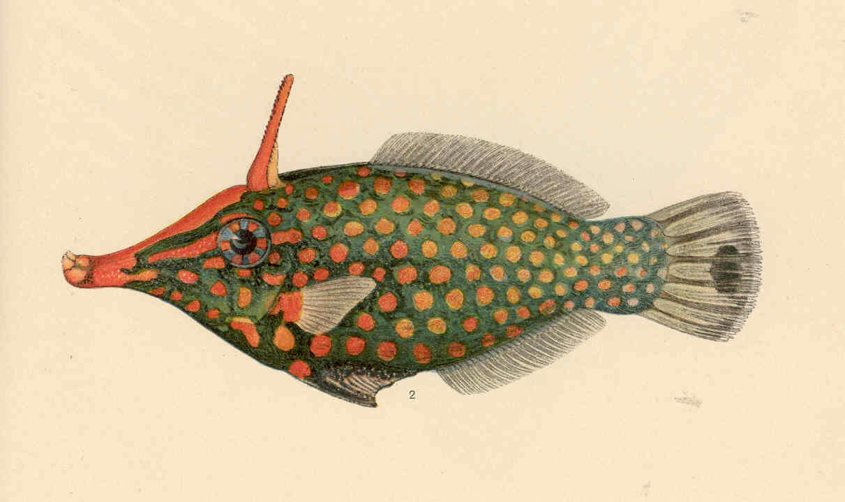 Image of Oxymonacanthus