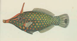 Image of Oxymonacanthus