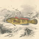 Image of Rock Goby