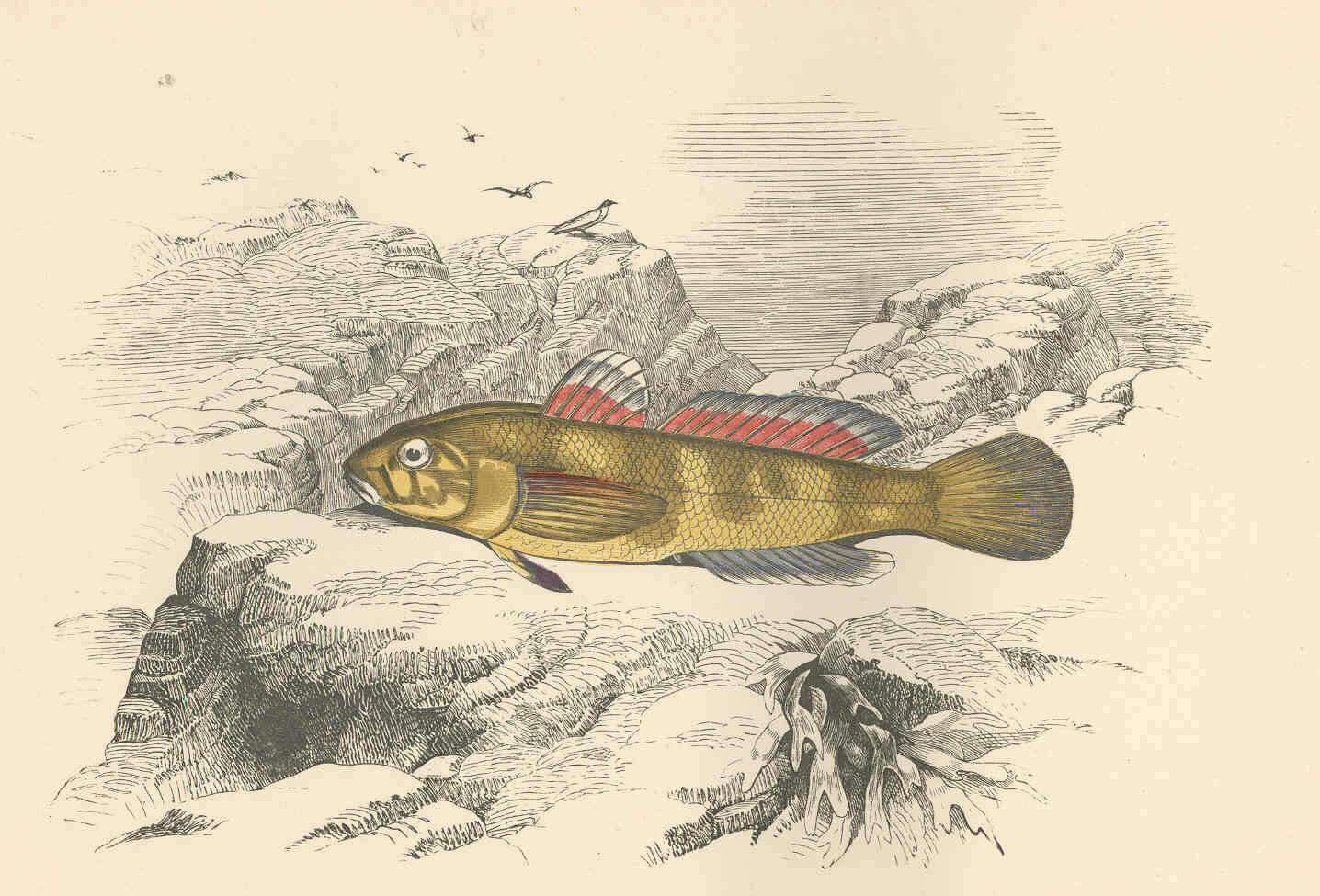 Image of goby