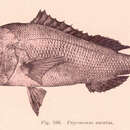 Image of Bream