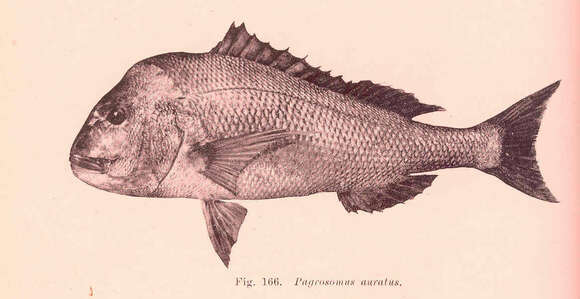 Image of Pagrus