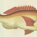 Image of Common Sea Bream