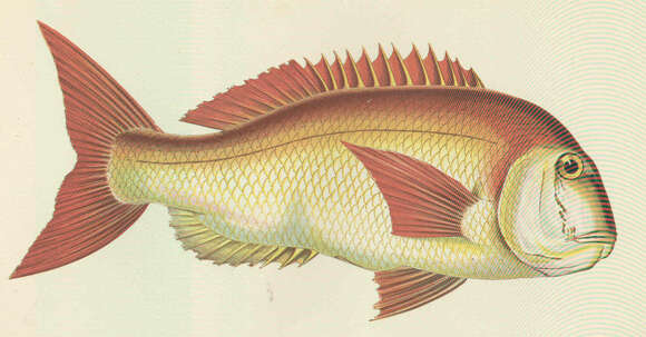 Image of Common Sea Bream