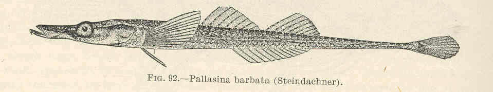 Image of Pallasina