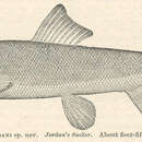 Imagem de Catostomus platyrhynchus (Cope 1874)