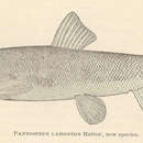 Image de <i>Pantosteus lahonton</i>