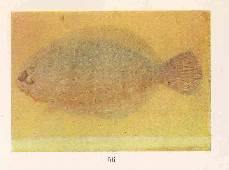 Image of sand flounders