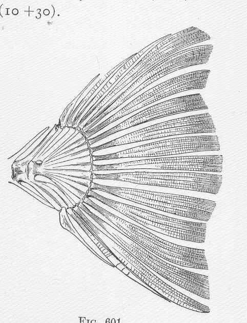 Plancia ëd Paralichthys