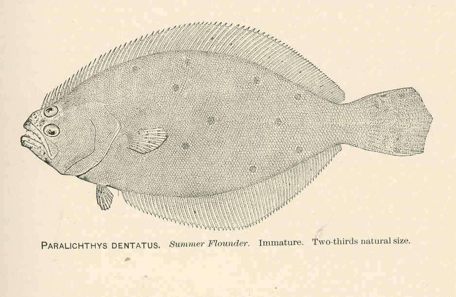Image of Paralichthys