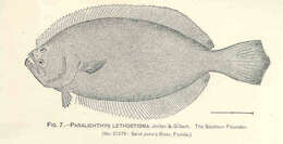 Plancia ëd Paralichthys