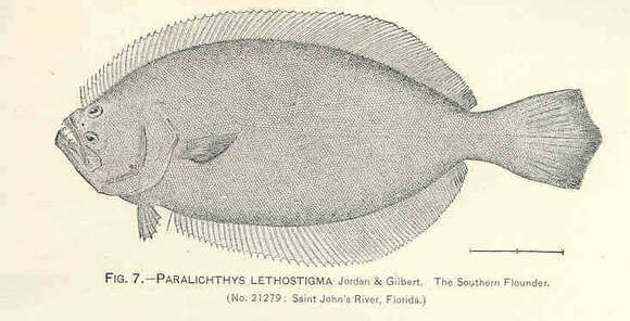 Image of Paralichthys