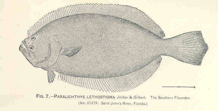 Plancia ëd Paralichthys