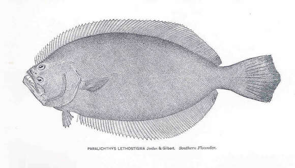 Paralichthys resmi