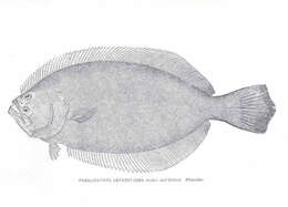 Image of Paralichthys