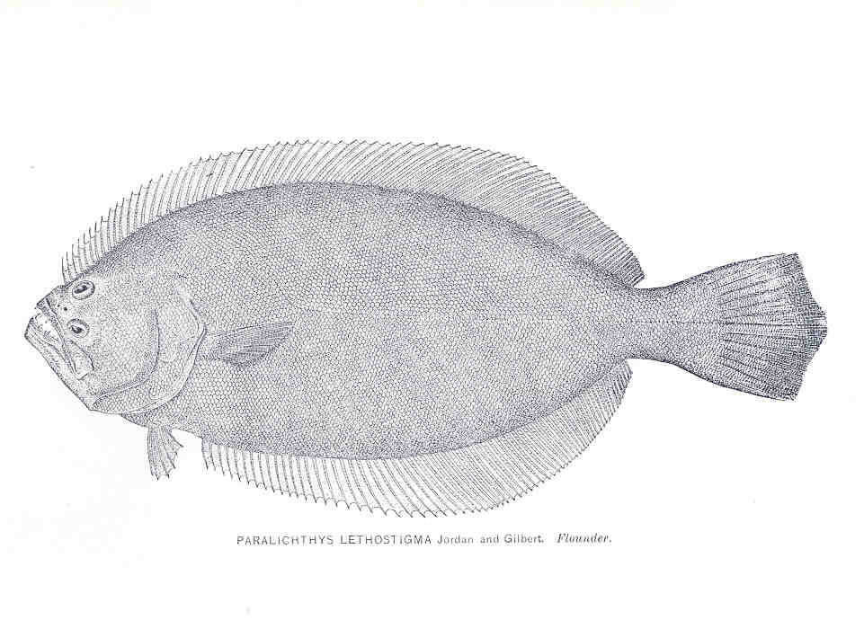 Plancia ëd Paralichthys