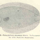 Imagem de Hippoglossina oblonga (Mitchill 1815)