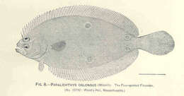 Image of Hippoglossina