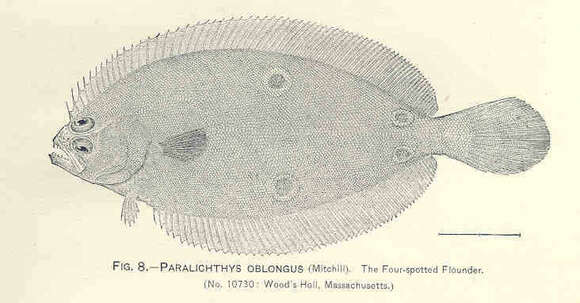 Hippoglossina resmi