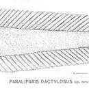 Plancia ëd Paraliparis dactylosus Gilbert 1896