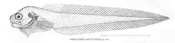 Plancia ëd Paraliparis