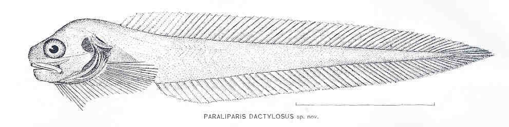 Image of Paraliparis