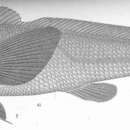 Image of Peters&#39; banded croaker