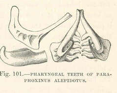 Image of Phoxinellus