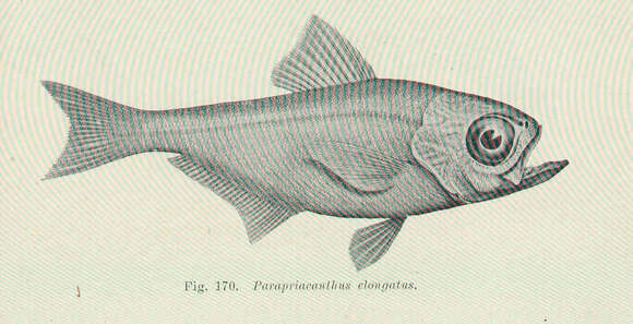 Sivun Parapriacanthus kuva