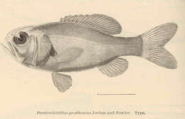 Image of Aulotrachichthys