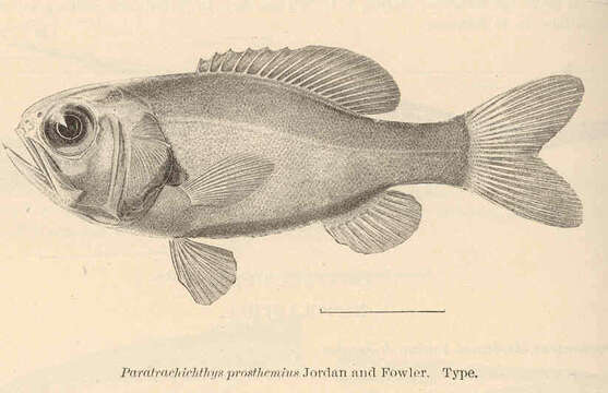 Слика од Aulotrachichthys