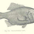 Image of Sandpaper fish