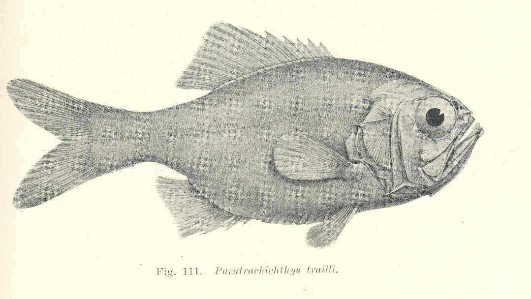 Image of Paratrachichthys
