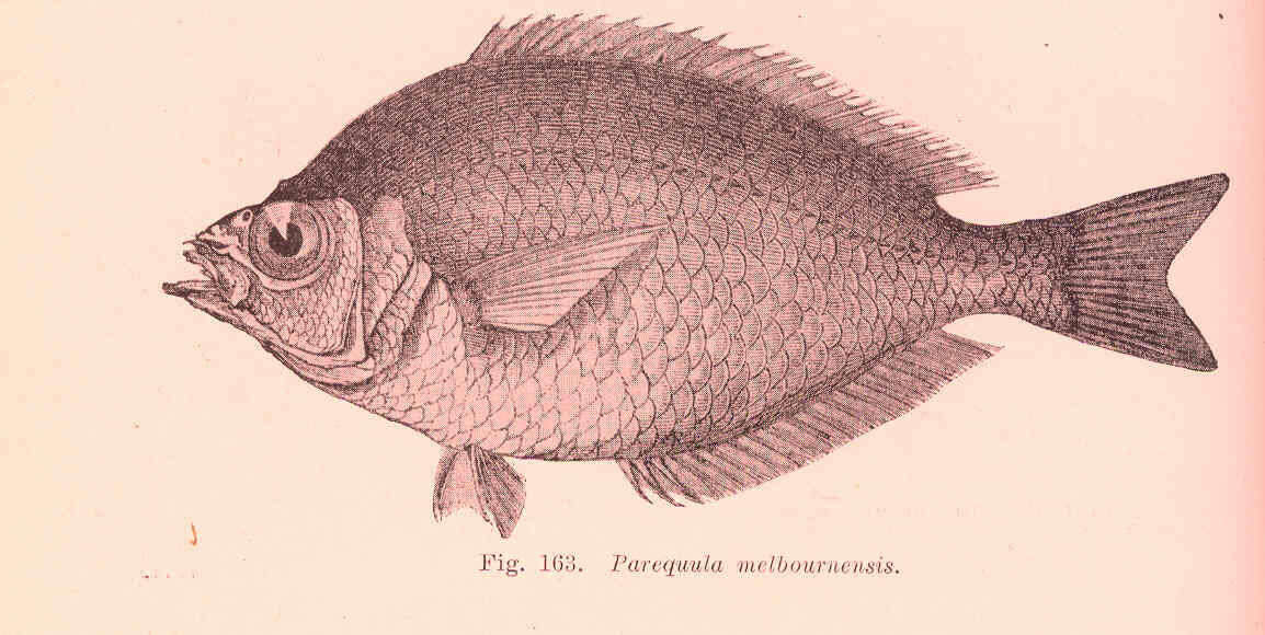Image of Parequula