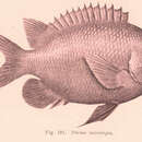 Parma microlepis Günther 1862的圖片