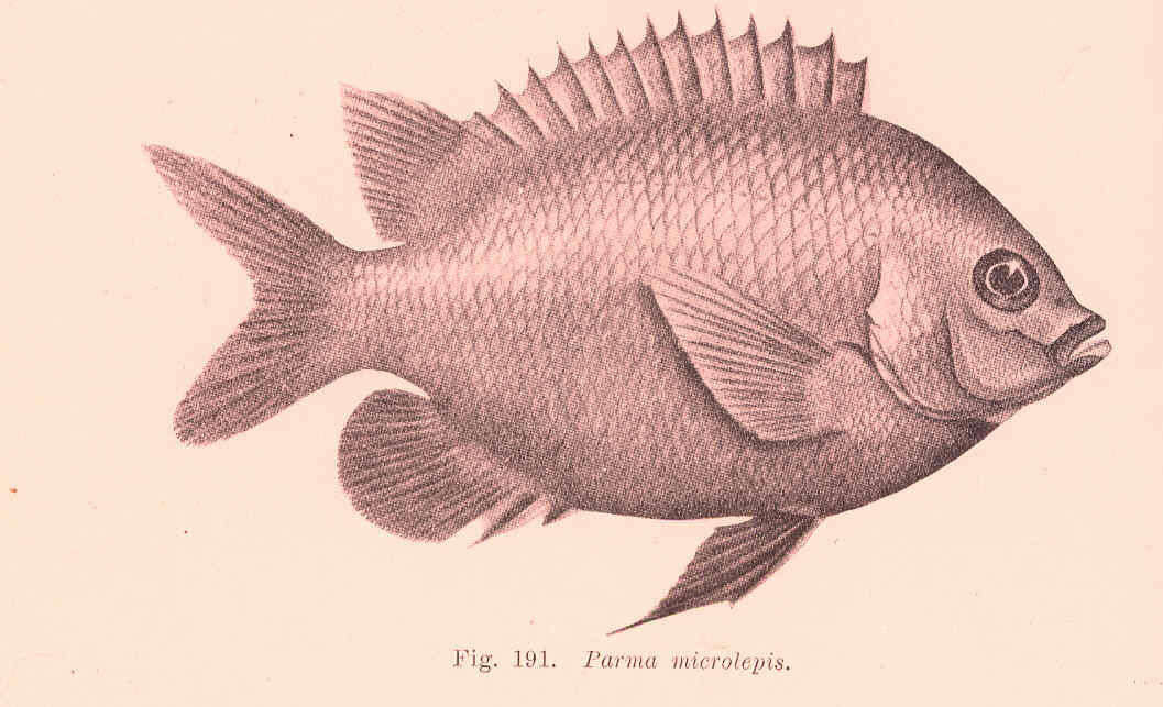 Image of Scalyfin Fishes