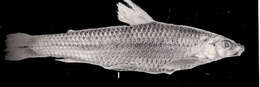 Image of Parodontidae