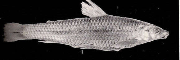 Image of Apareiodon